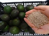 Mexico chế tạo thành công nhựa từ hạt quả bơ