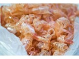 Sản xuất “túi môi trường” từ vỏ tôm